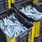 Sardines washed ashore during a marine mortality investigation in South Africa
