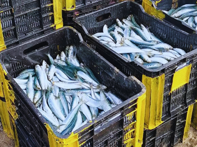 Sardines washed ashore during a marine mortality investigation in South Africa