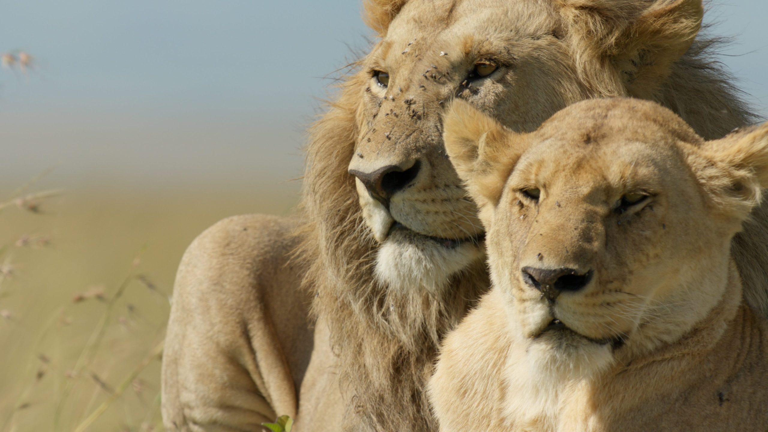 Young lion cub Kio in Kenya’s Maasai Mara