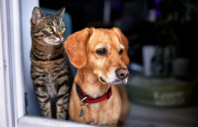 Cape Town Animal Keeping By-law and responsible pet owners
