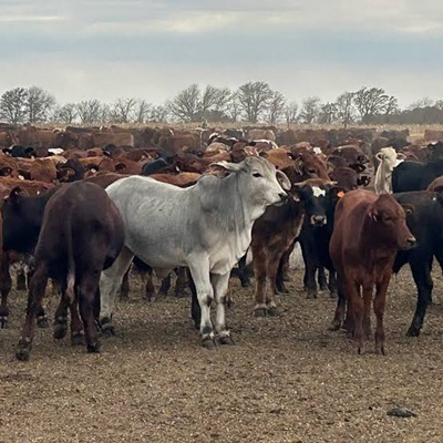 South African cattle as Egypt opens its market to qualifying red meat exports