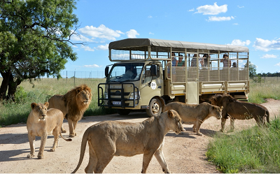 Lion & Safari Park school holidays